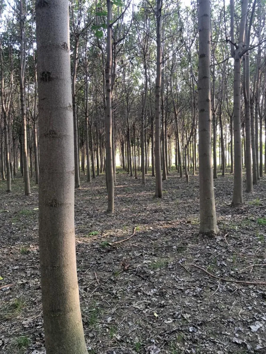 Paulownia trees growing in Italy